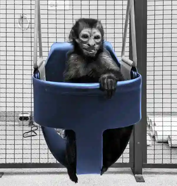 Monkey in a chair swing